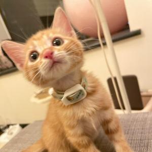 茅台是只猫头像