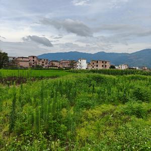 小娱乐头像