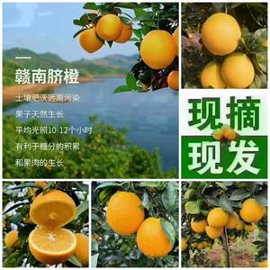 四叶草随身听 头像