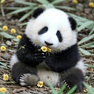 乘风破浪的花花头像