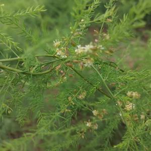 桂林天冬牛大力石菖蒲头像