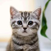 家有布偶猫头像