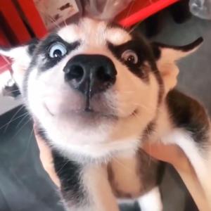 Chenky头像