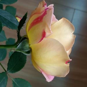 花园头像