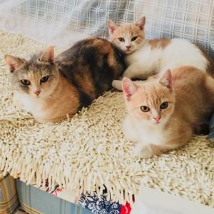 蓝花花一家四只猫头像