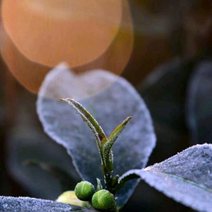 福鼎白茶茗云茶厂老郭头像
