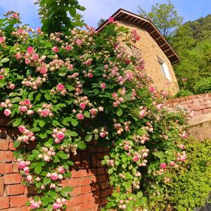 芊花伴院头像