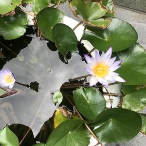 凄美地水星记头像
