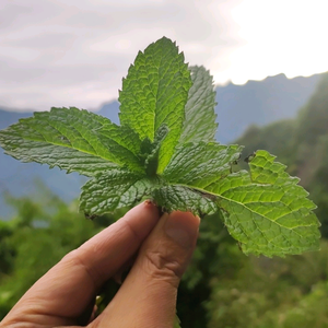 一飘·终南秋瑟头像