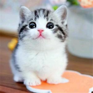 可乐咖啡猫头像