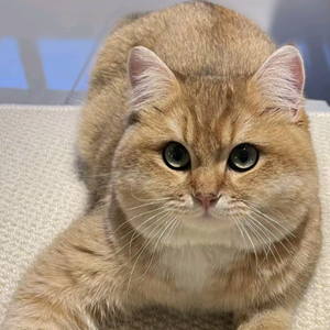 快乐卢喜欢猫头像