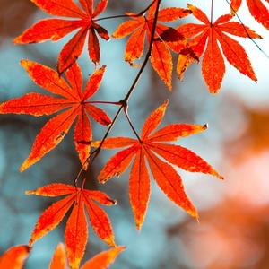 秋枫醉夕阳 头像