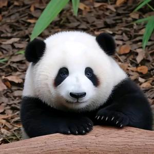 超级小熊猫头像