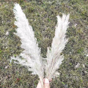 我是锐锐头像