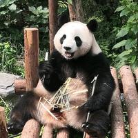 飒飒子9497头像