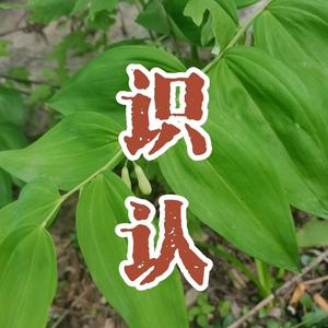 识认本草头像