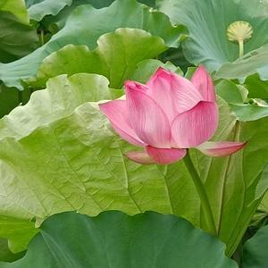 李老师讲货币防伪头像