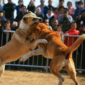 无聊中亚猎狼犬头像