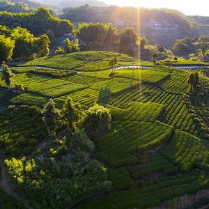 茶人清风头像