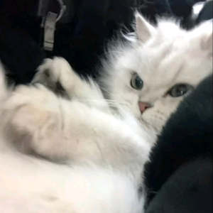 想喝白茶头像
