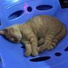 猫🐱鱼🐟头像