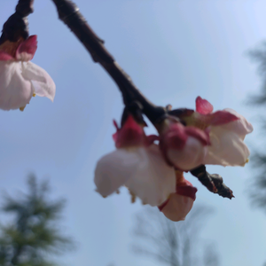 柚子大头像