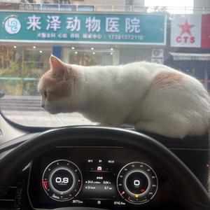 一脂羊头像
