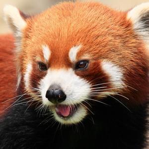 桃晶宇头像