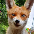 TheFox头像