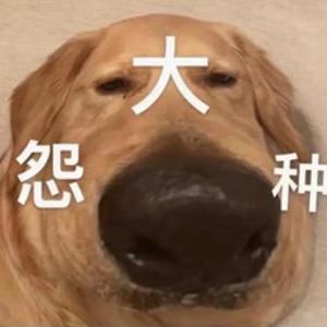 不凡松鼠头像