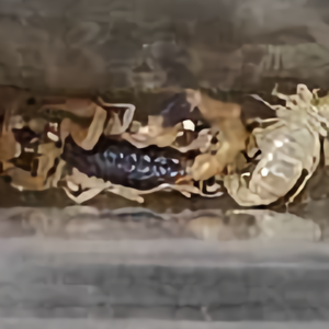 养殖黄本虫 西瓜视频