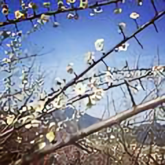 清风伴月177头像