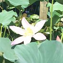 霜莹71头像