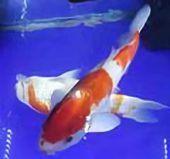 悦食坊头像