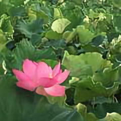 荷花绽放时头像