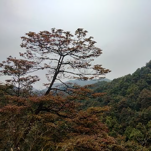 广东刘叔头像