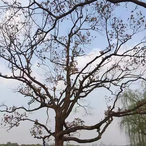 坚强的打工仔头像