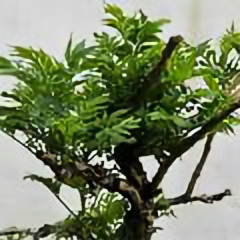 雪弧4头像