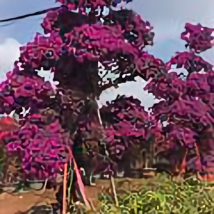 俊彤花卉刘培明头像