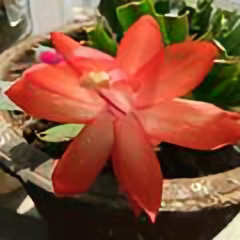 花猫53头像