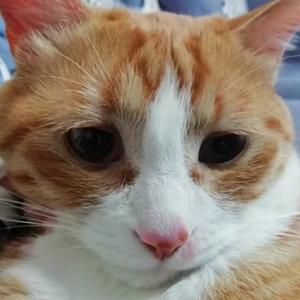 橘猫小橙子头像