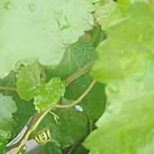 滴水观音abc头像