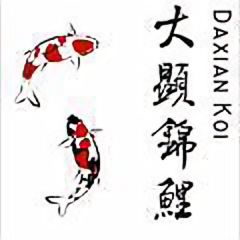 大显锦鲤头像