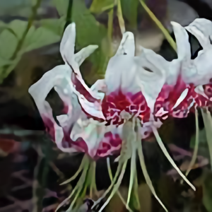 陌上花开慕雨随头像