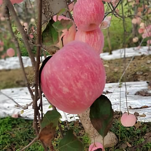 三秦一果头像