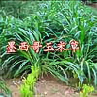 愉悦的松鼠F头像