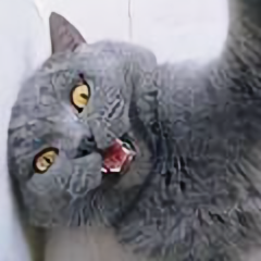 猫猫有个动物园头像