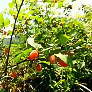 修城二姐头像
