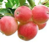 茶语321头像