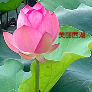 美丽西湖头像